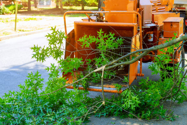 Trusted Schwenksville, PA Tree Service Experts